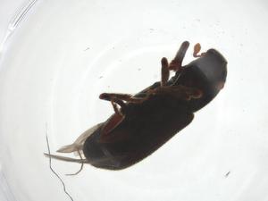  ( - CBG-A19886-A01)  @11 [ ] CreativeCommons - Attribution Share - Alike (2023) Centre for Biodiversity Genomics Centre for Biodiversity Genomics