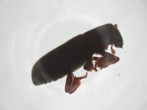  ( - CBG-A19886-A06)  @11 [ ] CreativeCommons - Attribution Share - Alike (2023) Centre for Biodiversity Genomics Centre for Biodiversity Genomics