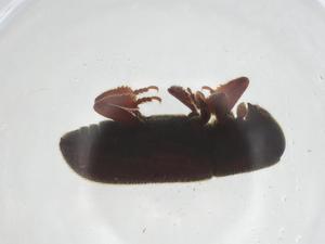  ( - CBG-A19886-B09)  @11 [ ] CreativeCommons - Attribution Share - Alike (2023) Centre for Biodiversity Genomics Centre for Biodiversity Genomics