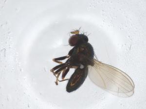  ( - CBG-A19888-D08)  @11 [ ] CreativeCommons - Attribution Share - Alike (2023) Centre for Biodiversity Genomics Centre for Biodiversity Genomics