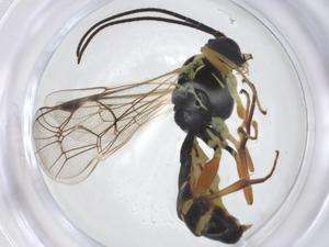  ( - CBG-A20675-A10)  @11 [ ] CreativeCommons - Attribution Share - Alike (2023) Centre for Biodiversity Genomics Centre for Biodiversity Genomics