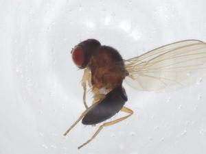  ( - CBG-A20676-D02)  @11 [ ] CreativeCommons - Attribution Share - Alike (2023) Centre for Biodiversity Genomics Centre for Biodiversity Genomics