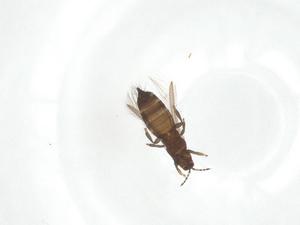  ( - CBG-A20677-H09)  @11 [ ] CreativeCommons - Attribution Share - Alike (2023) Centre for Biodiversity Genomics Centre for Biodiversity Genomics