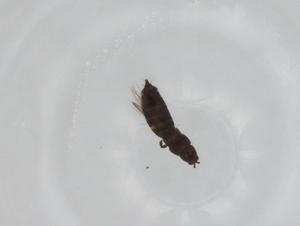  ( - CBG-A20678-E04)  @11 [ ] CreativeCommons - Attribution Share - Alike (2023) Centre for Biodiversity Genomics Centre for Biodiversity Genomics