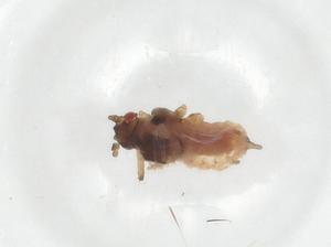  ( - CBG-A20694-F10)  @11 [ ] CreativeCommons - Attribution Share - Alike (2023) Centre for Biodiversity Genomics Centre for Biodiversity Genomics