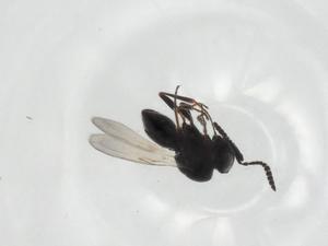  ( - CBG-A20701-H03)  @11 [ ] CreativeCommons - Attribution Share - Alike (2023) Centre for Biodiversity Genomics Centre for Biodiversity Genomics