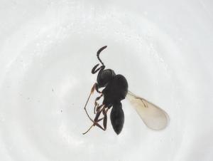  ( - CBG-A20703-D05)  @11 [ ] CreativeCommons - Attribution Share - Alike (2023) Centre for Biodiversity Genomics Centre for Biodiversity Genomics