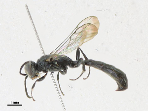  ( - CBG-A23277-E11)  @11 [ ] CreativeCommons - Attribution Share - Alike (2023) CBG Photography Group Centre for Biodiversity Genomics