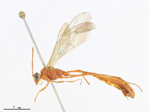 ( - CBG-A23287-H01)  @11 [ ] CreativeCommons - Attribution Share - Alike (2023) CBG Photography Group Centre for Biodiversity Genomics