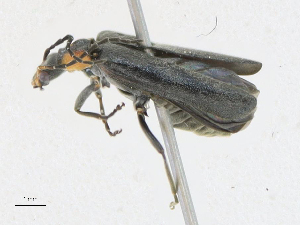  ( - CBG-A23410-G02)  @11 [ ] CreativeCommons - Attribution Share-Alike (2023) CBG Photography Group Centre for Biodiversity Genomics