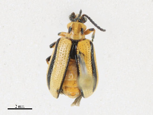  ( - CBG-A24206-C09)  @11 [ ] CreativeCommons - Attribution Share - Alike (2023) CBG Photography Group Centre for Biodiversity Genomics