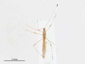  ( - CBG-A24206-D03)  @11 [ ] CreativeCommons - Attribution Share - Alike (2023) CBG Photography Group Centre for Biodiversity Genomics