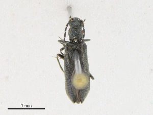  ( - CBG-A24206-F02)  @11 [ ] CreativeCommons - Attribution Share - Alike (2023) CBG Photography Group Centre for Biodiversity Genomics