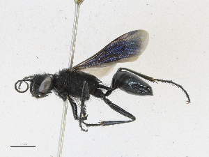  ( - CBG-A24207-F10)  @11 [ ] CreativeCommons - Attribution Share-Alike (2023) CBG Photography Group Centre for Biodiversity Genomics