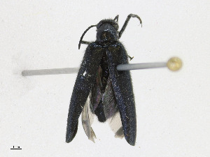  ( - CBG-A24261-G05)  @11 [ ] CreativeCommons - Attribution Share - Alike (2023) CBG Photography Group Centre for Biodiversity Genomics