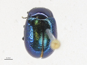  ( - CBG-A24263-G02)  @11 [ ] CreativeCommons - Attribution Share-Alike (2024) CBG Photography Group Centre for Biodiversity Genomics
