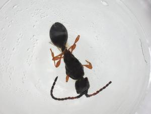 ( - CBG-A24437-G01)  @11 [ ] CreativeCommons - Attribution Share - Alike (2024) Centre for Biodiversity Genomics Centre for Biodiversity Genomics