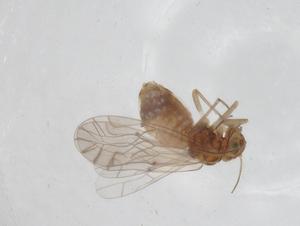  ( - CBG-A24444-D10)  @11 [ ] CreativeCommons - Attribution Share - Alike (2024) Centre for Biodiversity Genomics Centre for Biodiversity Genomics