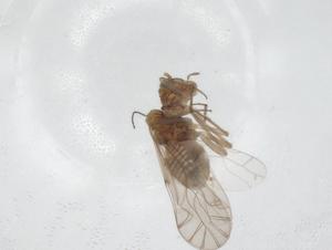  ( - CBG-A24444-D12)  @11 [ ] CreativeCommons - Attribution Share - Alike (2024) Centre for Biodiversity Genomics Centre for Biodiversity Genomics