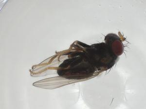  ( - CBG-A24448-C06)  @11 [ ] CreativeCommons - Attribution Share - Alike (2024) Centre for Biodiversity Genomics Centre for Biodiversity Genomics