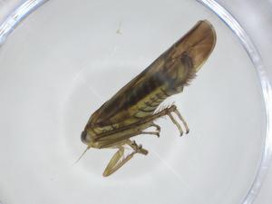  ( - CBG-A26080-F05)  @11 [ ] CreativeCommons - Attribution Share - Alike (2024) Centre for Biodiversity Genomics Centre for Biodiversity Genomics