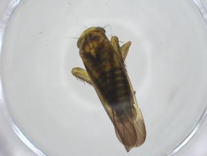  ( - CBG-A26080-F06)  @11 [ ] CreativeCommons - Attribution Share - Alike (2024) Centre for Biodiversity Genomics Centre for Biodiversity Genomics