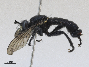  (Laphria franciscana - CBG-A27561-G12)  @11 [ ] CreativeCommons - Attribution Share - Alike (2024) CBG Photography Group Centre for Biodiversity Genomics
