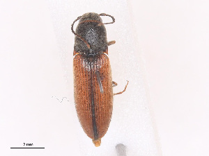  ( - CBG-A27629-B03)  @11 [ ] CreativeCommons - Attribution Share-Alike (2024) CBG Photography Group Centre for Biodiversity Genomics
