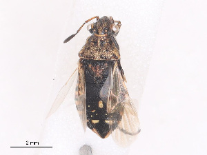  ( - CBG-A27629-C02)  @11 [ ] CreativeCommons - Attribution Share-Alike (2024) CBG Photography Group Centre for Biodiversity Genomics