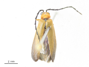  ( - CBG-A27632-C11)  @11 [ ] CreativeCommons - Attribution Share - Alike (2024) CBG Photography Group Centre for Biodiversity Genomics