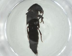  ( - CBG-A28989-C07)  @11 [ ] CreativeCommons - Attribution Share - Alike (2024) Centre for Biodiversity Genomics Centre for Biodiversity Genomics