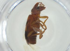  ( - CBG-A34049-G05)  @11 [ ] CreativeCommons - Attribution Share - Alike (2024) Centre for Biodiversity Genomics Centre for Biodiversity Genomics