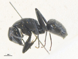  ( - CBG-A35179-B02)  @11 [ ] CreativeCommons - Attribution Share - Alike (2024) CBG Photography Group Centre for Biodiversity Genomics