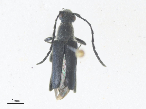  ( - CBG-A35179-F10)  @11 [ ] CreativeCommons - Attribution Share - Alike (2024) CBG Photography Group Centre for Biodiversity Genomics