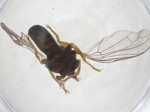  ( - CBG-A36289-H03)  @11 [ ] CreativeCommons - Attribution Share - Alike (2024) Centre for Biodiversity Genomics Centre for Biodiversity Genomics