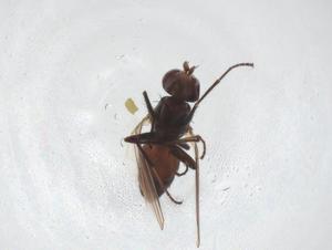  ( - CBG-A37814-C12)  @11 [ ] CreativeCommons - Attribution Share - Alike (2024) Centre for Biodiversity Genomics Centre for Biodiversity Genomics