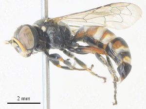  ( - CBG-A38524-E10)  @11 [ ] CreativeCommons - Attribution Share - Alike (2024) CBG Photography Group Centre for Biodiversity Genomics