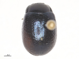  ( - CBG-A41904-E02)  @11 [ ] CreativeCommons - Attribution Share - Alike (2024) CBG Photography Group Centre for Biodiversity Genomics
