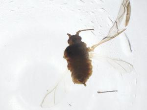  ( - CBG-A42836-G01)  @11 [ ] CreativeCommons - Attribution Share - Alike (2024) Centre for Biodiversity Genomics Centre for Biodiversity Genomics