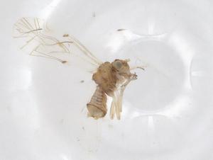  ( - CBG-A43202-F09)  @11 [ ] CreativeCommons - Attribution Share - Alike (2024) Centre for Biodiversity Genomics Centre for Biodiversity Genomics