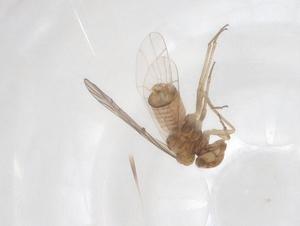  ( - CBG-A43202-G02)  @11 [ ] CreativeCommons - Attribution Share - Alike (2024) Centre for Biodiversity Genomics Centre for Biodiversity Genomics