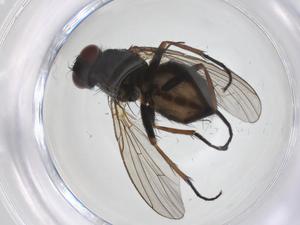  ( - CBG-A43217-A05)  @11 [ ] CreativeCommons - Attribution Share - Alike (2024) Centre for Biodiversity Genomics Centre for Biodiversity Genomics