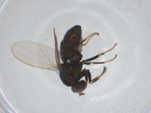  ( - CBG-A43489-E12)  @11 [ ] CreativeCommons - Attribution Share - Alike (2024) Centre for Biodiversity Genomics Centre for Biodiversity Genomics