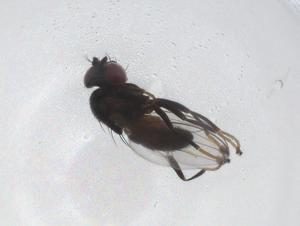  ( - CBG-A43508-D02)  @11 [ ] CreativeCommons - Attribution Share - Alike (2024) Centre for Biodiversity Genomics Centre for Biodiversity Genomics