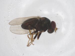  ( - CBG-A43987-G08)  @11 [ ] CreativeCommons - Attribution Share - Alike (2024) Centre for Biodiversity Genomics Centre for Biodiversity Genomics