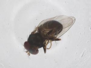  ( - CBG-A43988-B07)  @11 [ ] CreativeCommons - Attribution Share - Alike (2024) Centre for Biodiversity Genomics Centre for Biodiversity Genomics