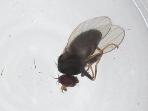  ( - CBG-A43989-A04)  @11 [ ] CreativeCommons - Attribution Share - Alike (2024) Centre for Biodiversity Genomics Centre for Biodiversity Genomics