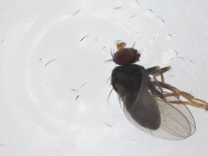  ( - CBG-A43989-A10)  @11 [ ] CreativeCommons - Attribution Share - Alike (2024) Centre for Biodiversity Genomics Centre for Biodiversity Genomics