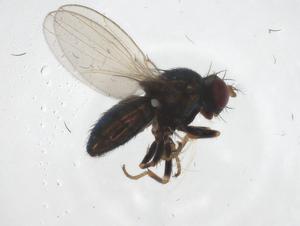  ( - CBG-A43989-G01)  @11 [ ] CreativeCommons - Attribution Share - Alike (2024) Centre for Biodiversity Genomics Centre for Biodiversity Genomics