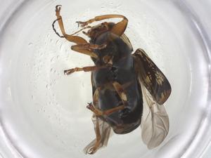  ( - CBG-A44118-E01)  @11 [ ] CreativeCommons - Attribution Share - Alike (2024) Centre for Biodiversity Genomics Centre for Biodiversity Genomics